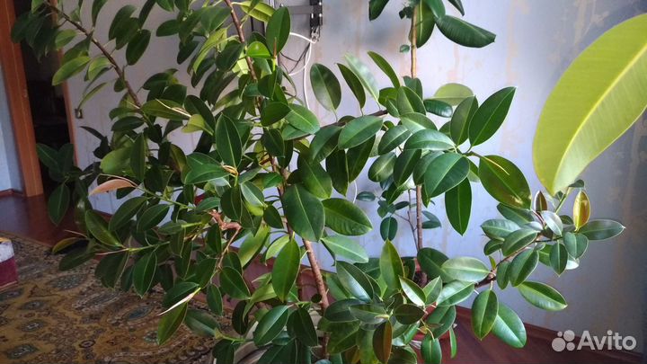 Фикусы робуста разные, хлорофитум двухцветный-кудр