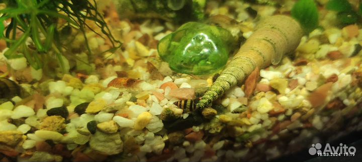 Улитка хелена