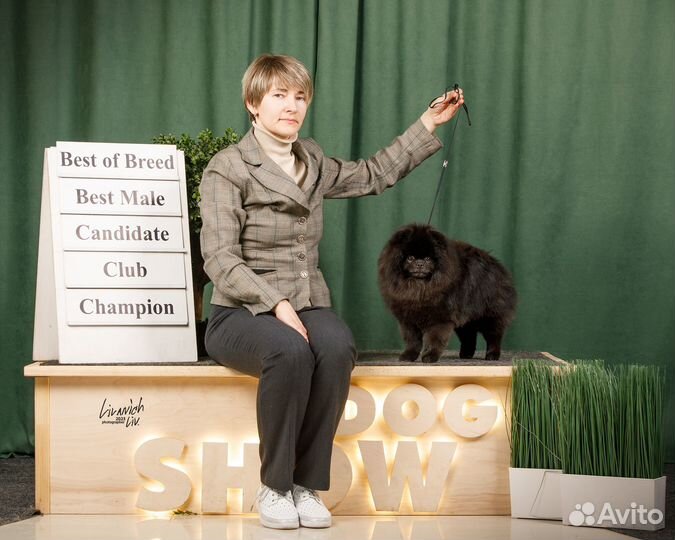 Кобель померанского шпица для вязки