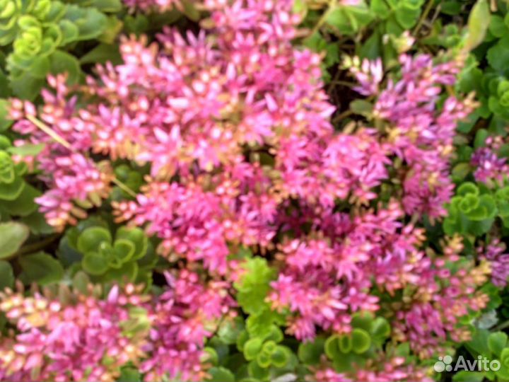 Садовые многолетние цветы, кустарники