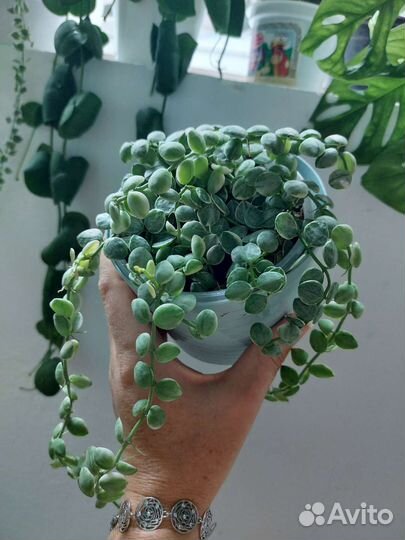 Дисхидия русифолия вар, нумулярия вар, клейстанта