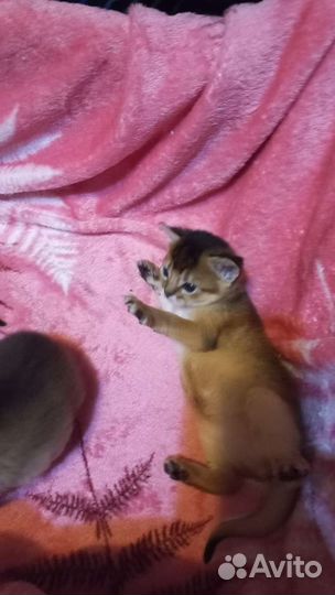 Абиссинская