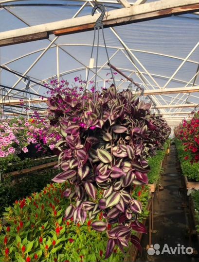 Питмоник растений