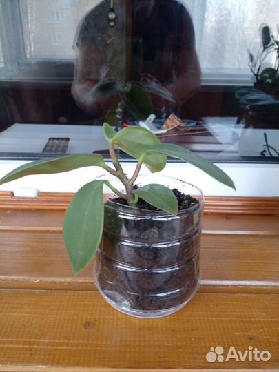 Пиперония Фикус бенджамина Мандариновое дерево