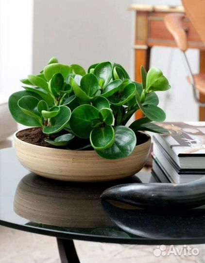 Пеперомия туполистная