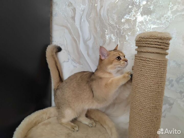 Британская кошечка