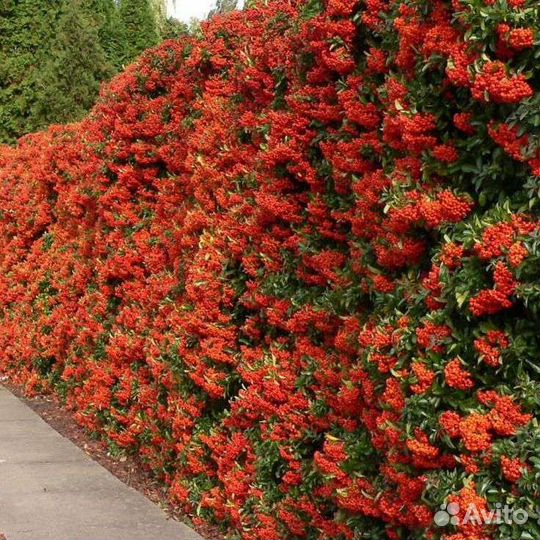 Пираканта красная зкс