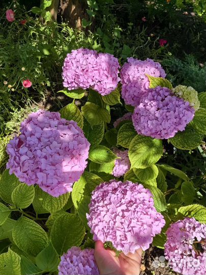 Гортензия, Пионы