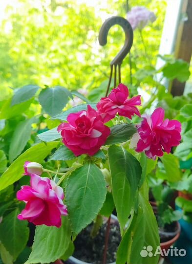 Красиво цветущие растения