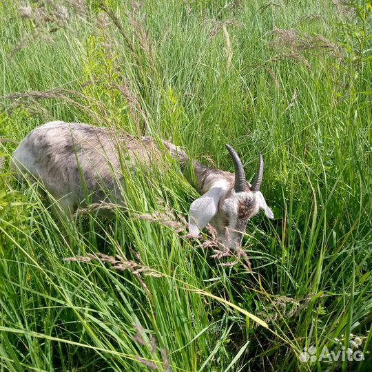 Продаются молодые козочки под покрытие