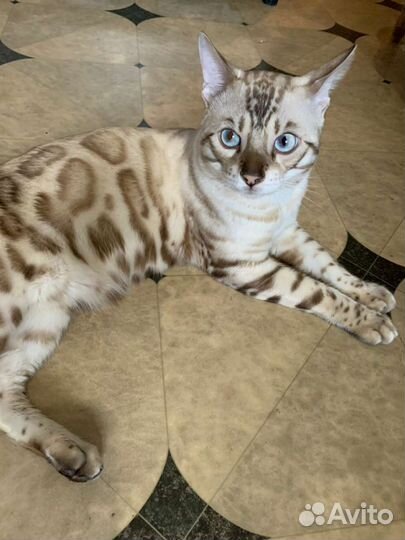 Вязка Бенгальский кот