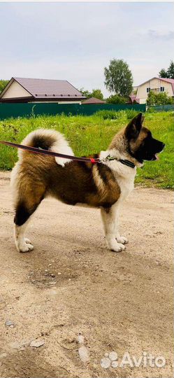 Щенки американской акиты