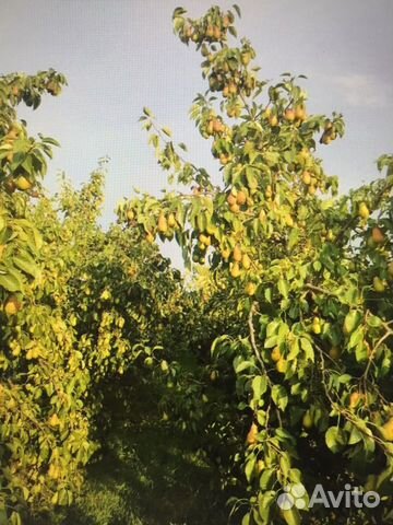 Яблоневый сад 3.500 шт объявление продам