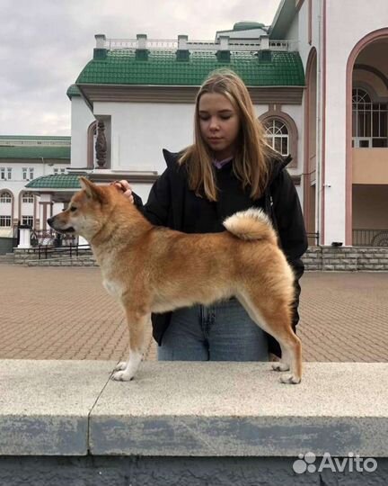 Хендлер для собак