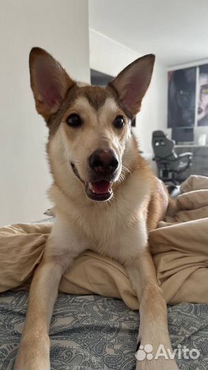 Собака в добрые руки