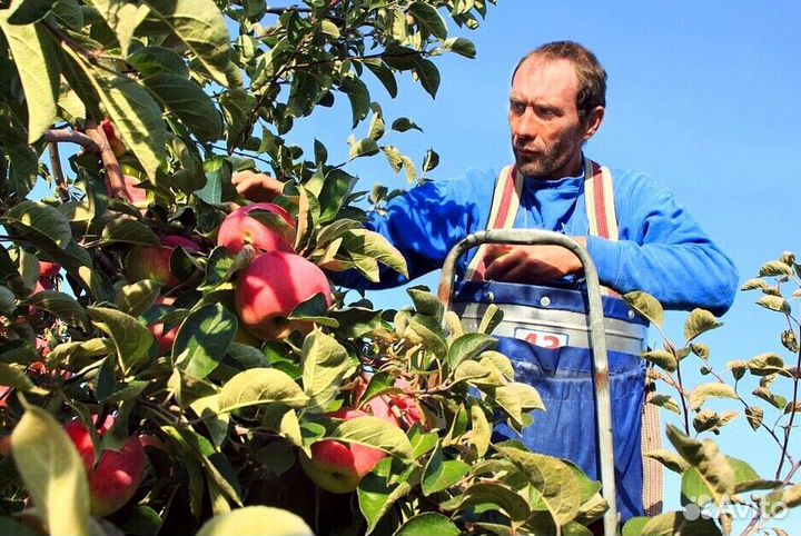 Сборщик яблок