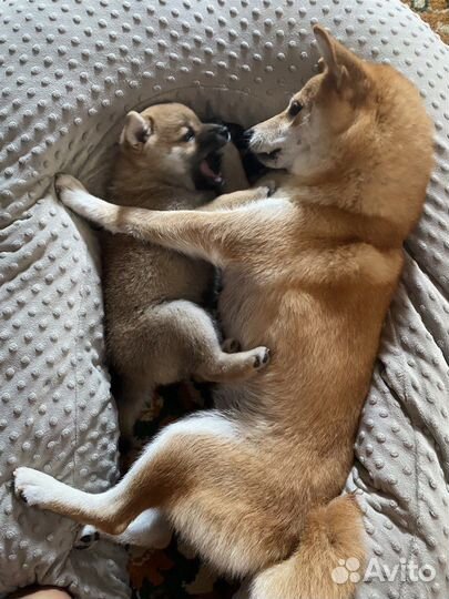 Продаётся щенок Сиба-Ину