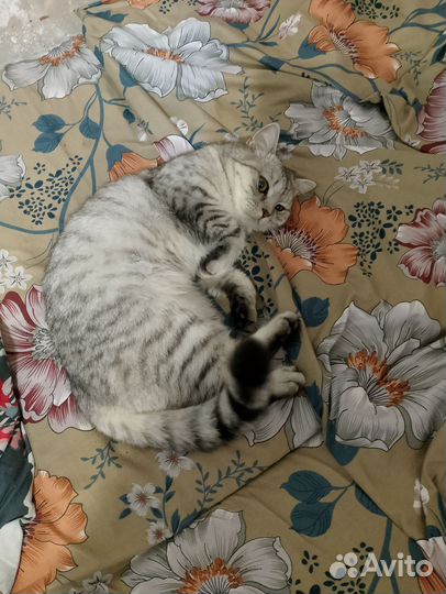 Домашние животные кошки бесплатно