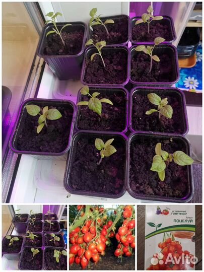 Рассада томатов