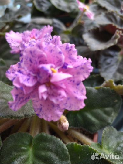 Продаю сортовве фиалки