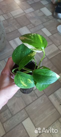 Сциндапсус сортовой