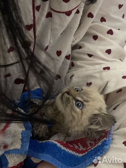 Котенок мальчик