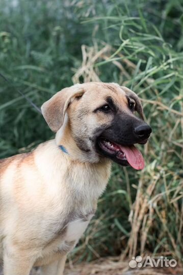Собака в добрые руки отдам бесплатно