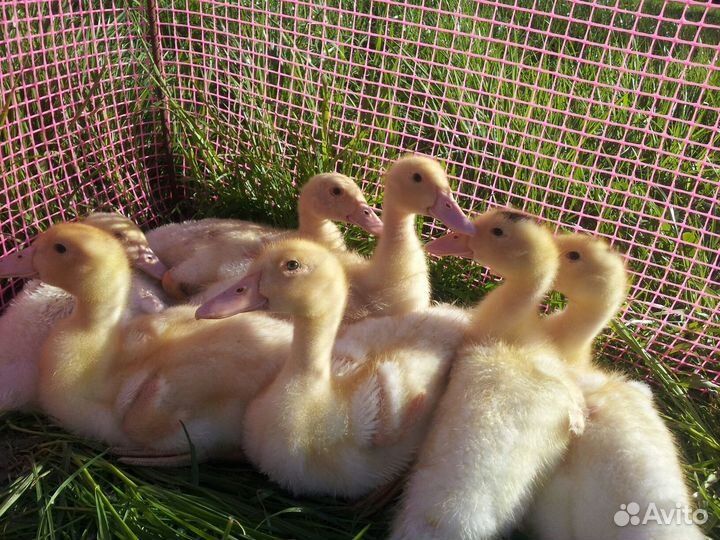 Цыплята бройлер росс/кобб