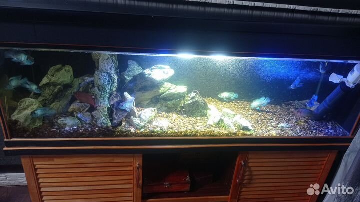 Аквариум