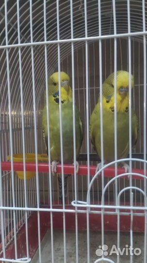 Попугай Чех