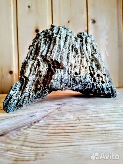 Окаменелые кораллы