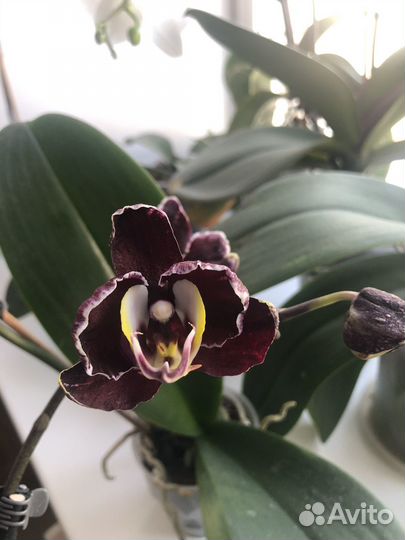Орхидея Voodoo