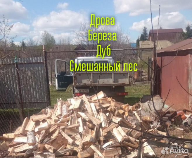 Береза и липа