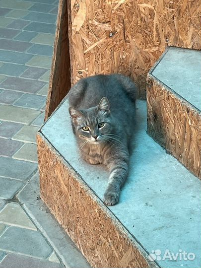 Кошка в дар бесплатно