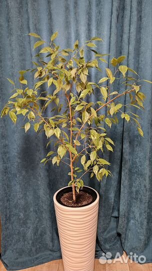 Цветы комнатные домашние