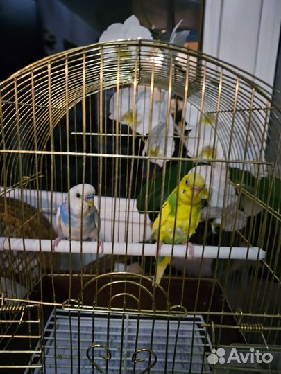 Пара попугаев волнистых с клеткой