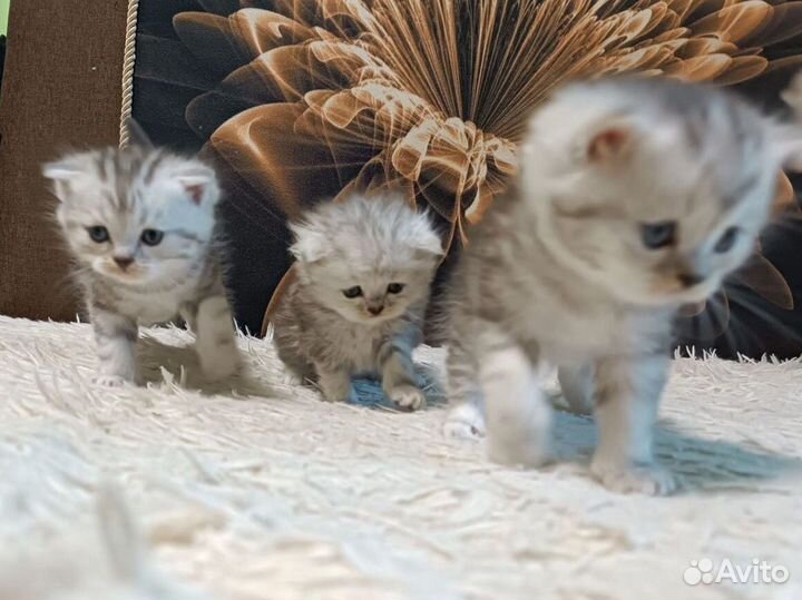 Шотландские вислоухие,прямоухие котята