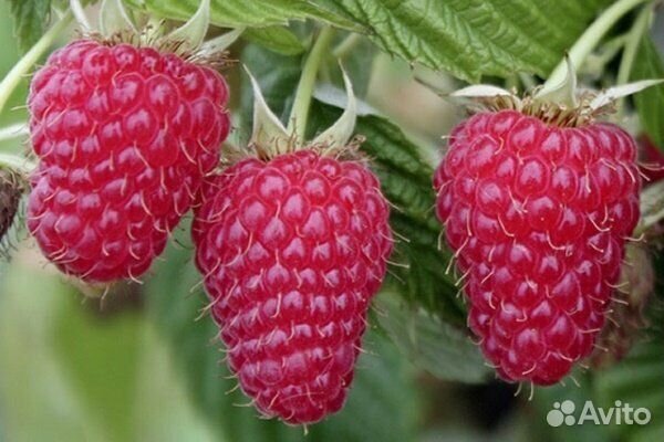 Малина жёлтая, красная