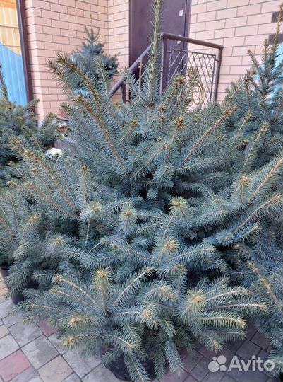 Ель 2.5м