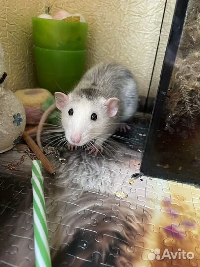 Крыса дамбо