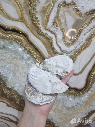 Устричные раковины