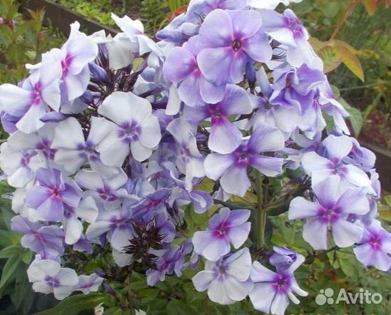 Многолетники для сада 2