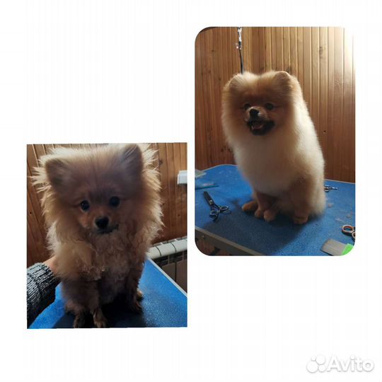 Груминг/стрижка (Шпиц)