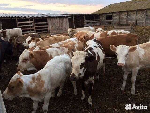 Тёлочки от 2 месяцев до года