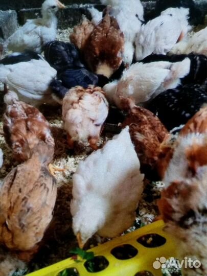 Цыплята подрощенные