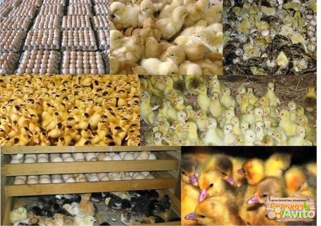 Смол инкубаторий реализация птенцов