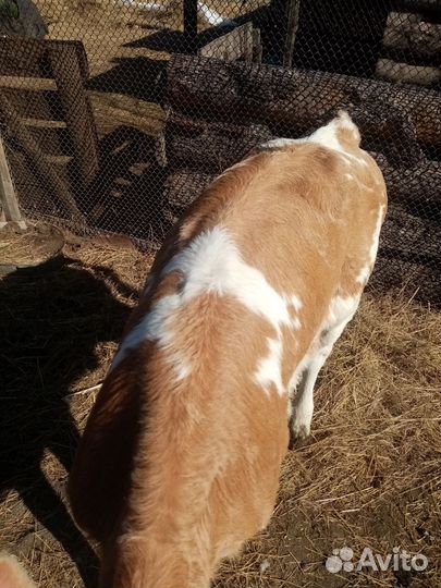 Сельхоз животные