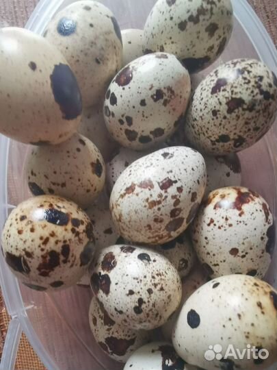 Яйца перепелиные