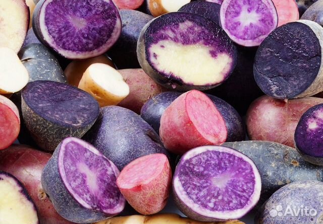 Мускатный виноград