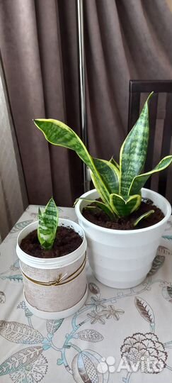 Сансевиерия низкорослая Ханни 2 вида Н -25-30см
